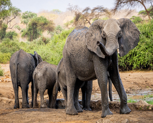 Family of elephants at Elephant Valley Lodge