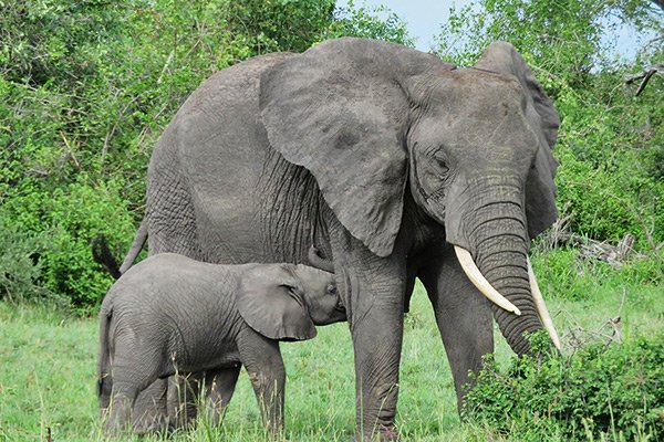 Elephant mom and baby