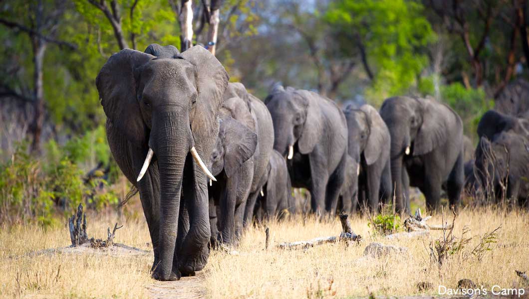Elephants at Davisons Camp