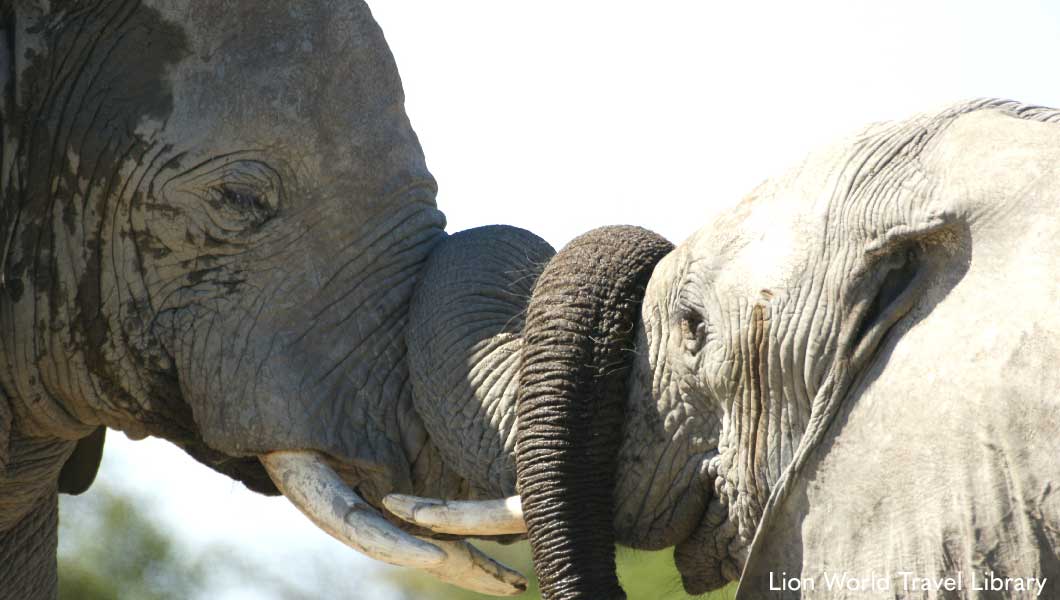 Elephants