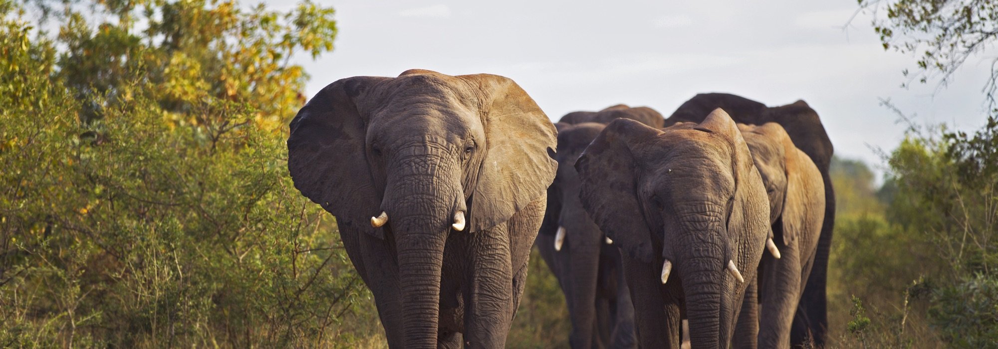 Elephants on Safari