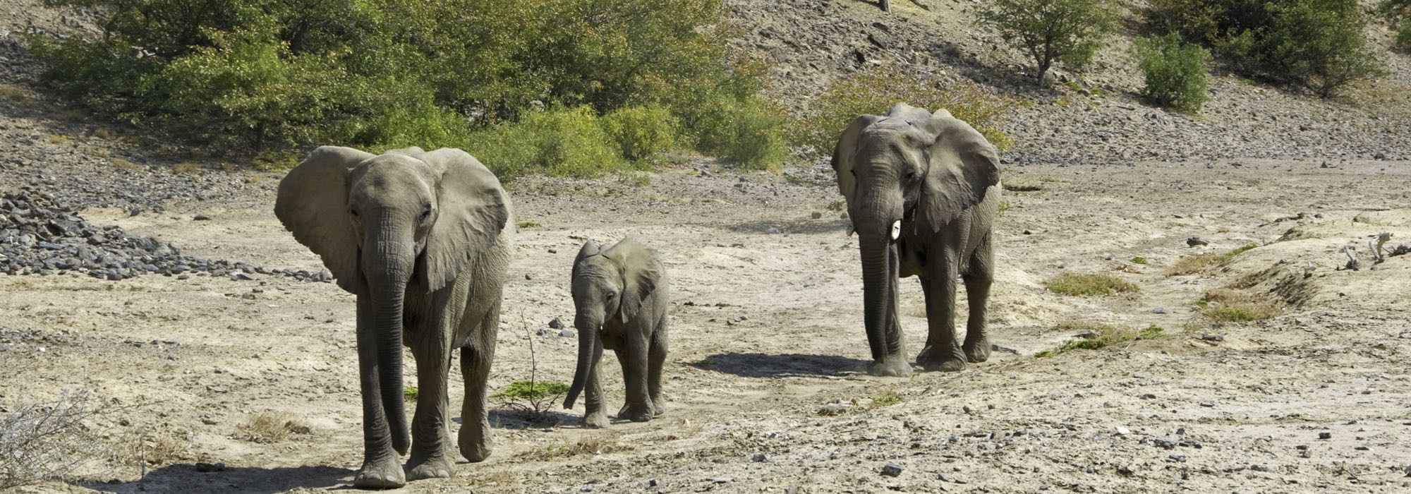 Elephants