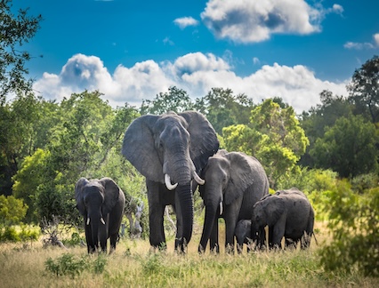 Elephants at Kruger national Park in South Africa.