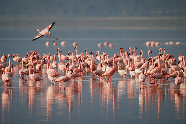 Flamingos Kenya