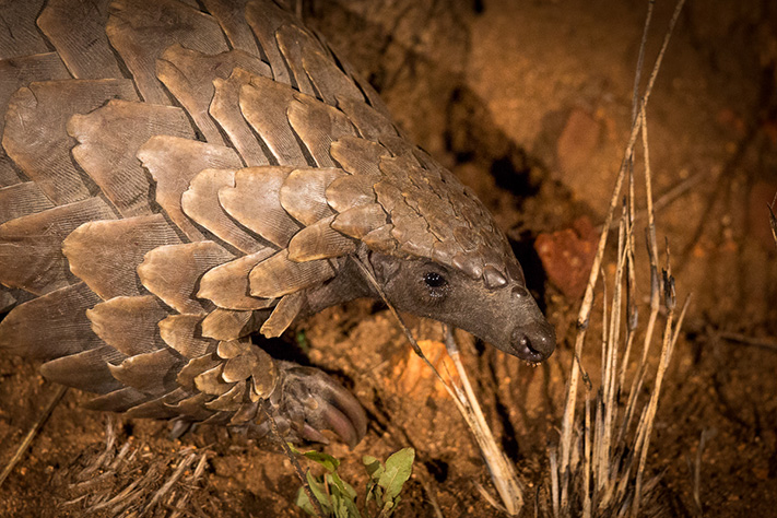 Pangolin