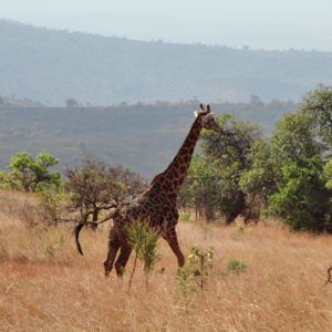 A Giraffe in Akagera National Park