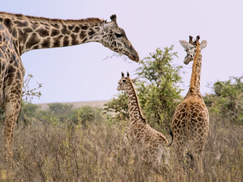 Giraffe family