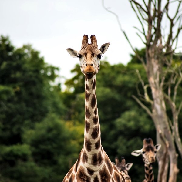 The long neck of a giraffe
