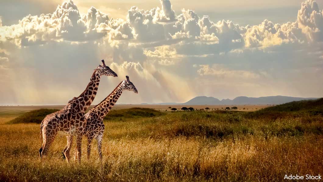 Giraffes Roaming in the Serengeti