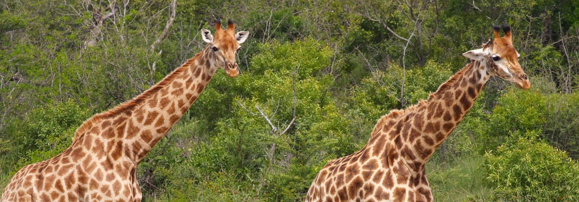 Giraffes