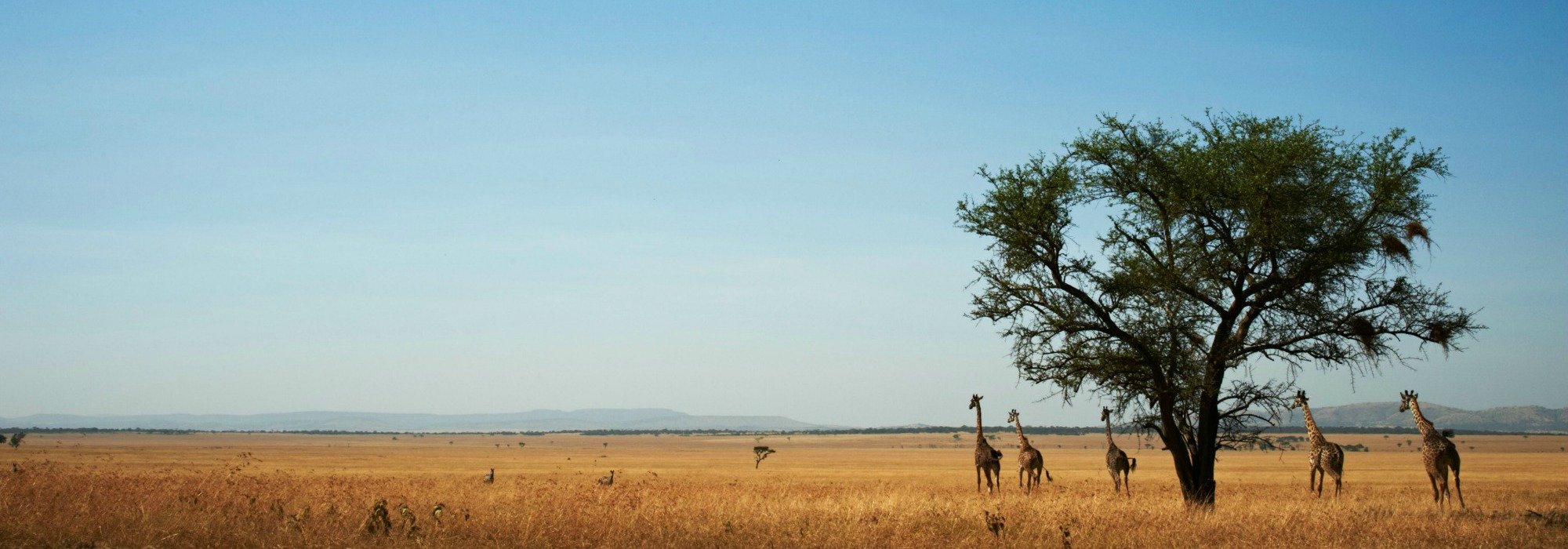 Serengeti Grumeti Reserves 