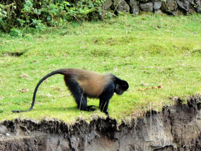 Golden Monkey in Volcanoes National Park in Rwanda.