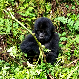 A Baby Gorilla in Rwanda