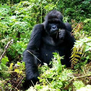 A Gorilla Enjoys Eating Some Bamboo