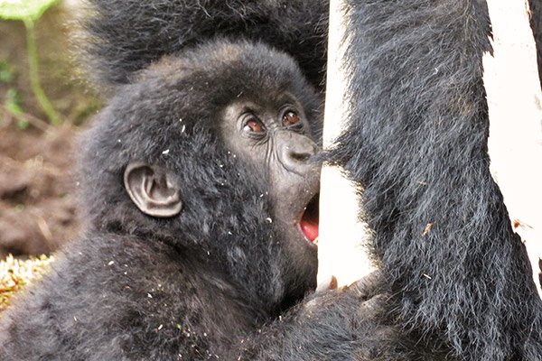 Gorillas eating bamboo