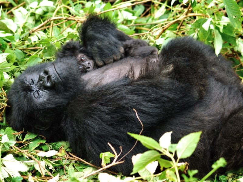 Gorilla mom and kid