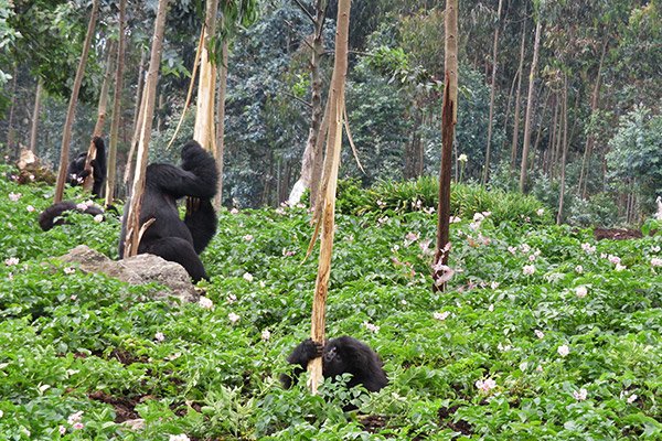 Gorillas eating bamboo