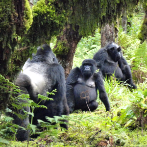 A Group of Silverback Gorillas in Rwanda