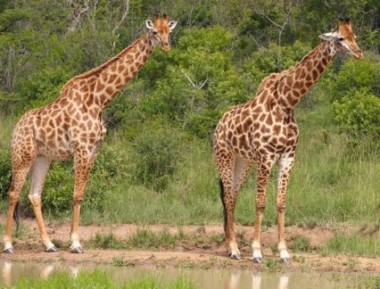 Giraffes