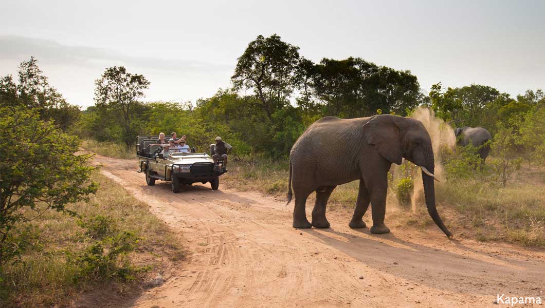 Game Drive in South Africa