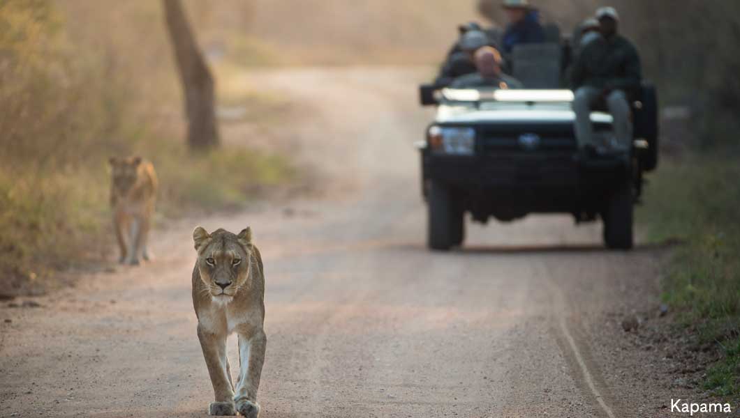 Lion at Kapama