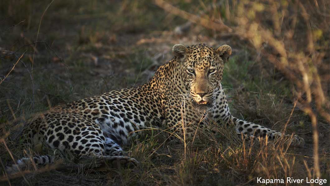 Leopard at Kapama