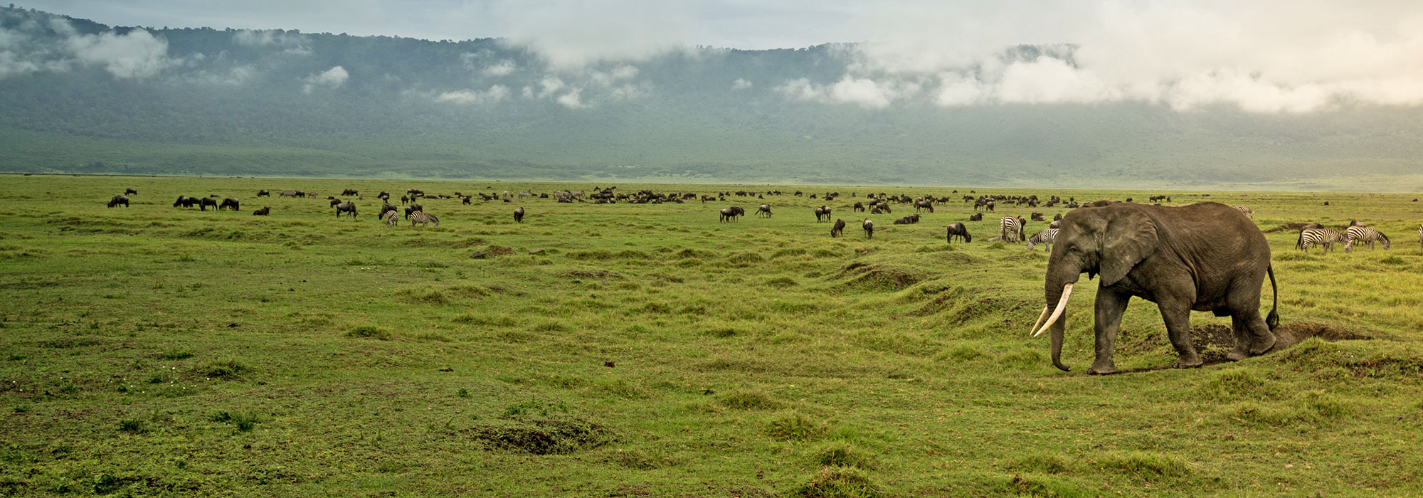 Ngorongoro Crater