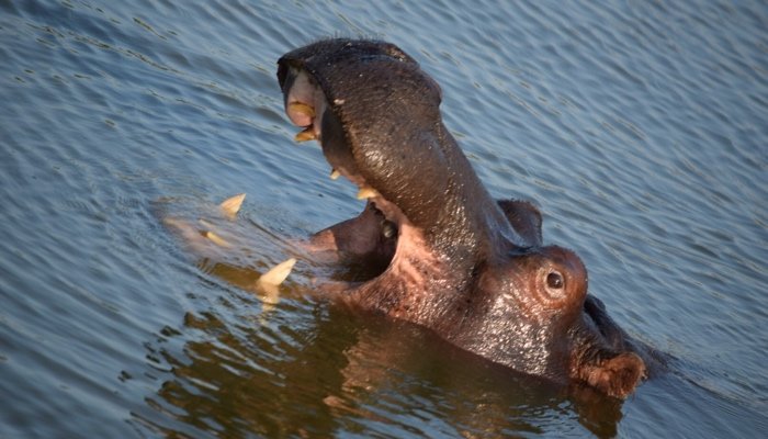 Hippo at Thornybush
