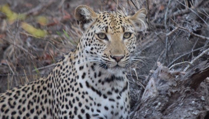 Leopard at Thornybush