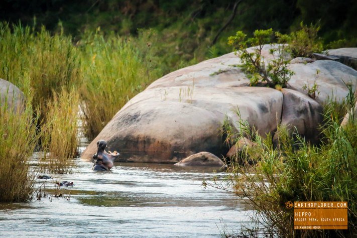 Hippo Kruger National Park, South Africa