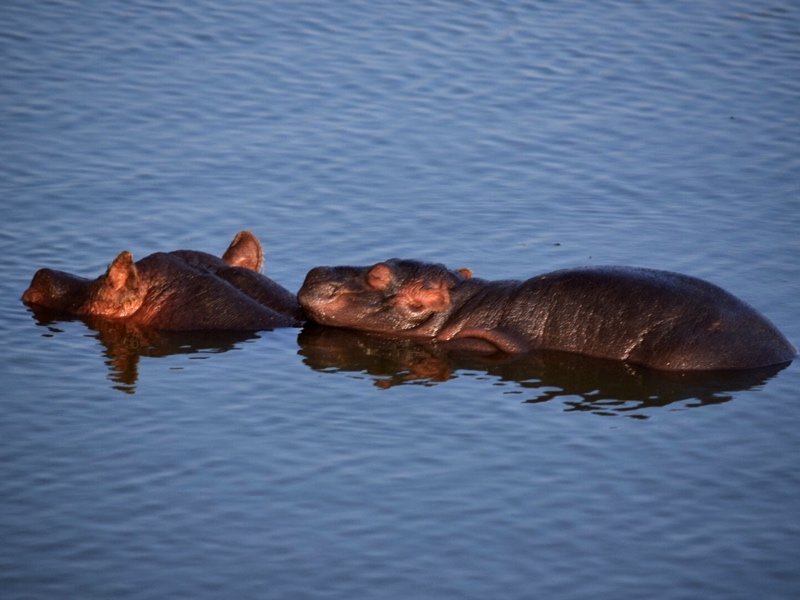 Hippo and calf