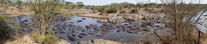 A Hippo Pool in Tanzania