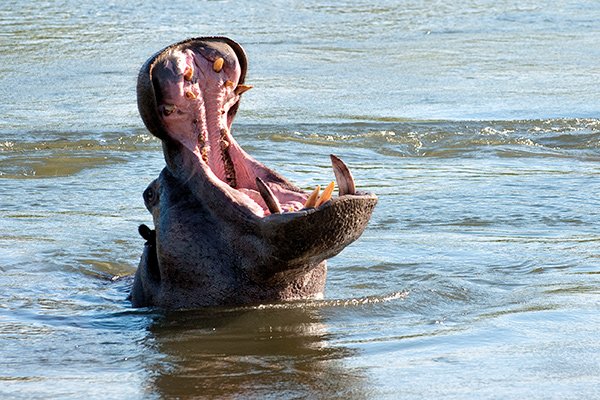 Hippo Jaws