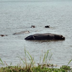 A Hippo Pod in Akagera National Park