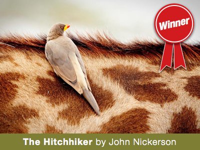 Hitchhiker by John Nickerson