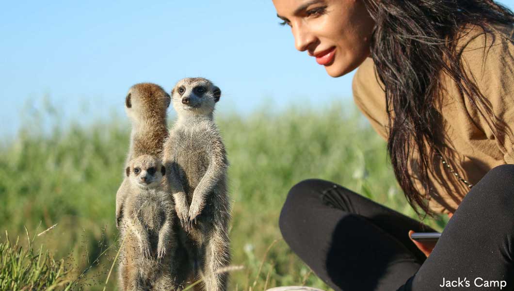 Meerkats at Jack's Camp