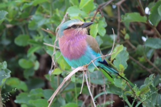 Rainbow Bird