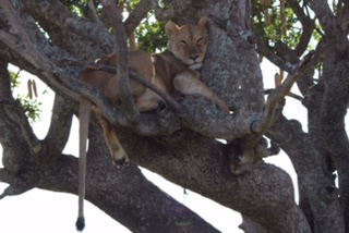 Lion in Tree