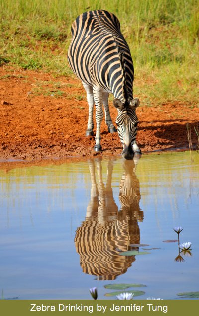 Zebra Drinking by Jennifer Tung