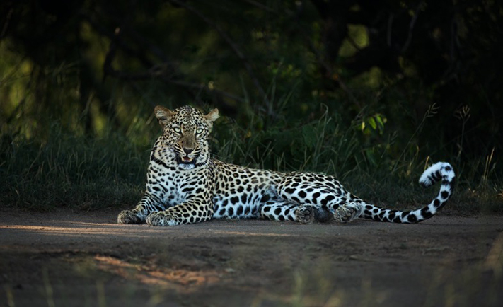 Andrew Leopard