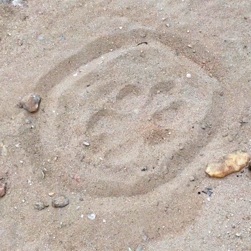 Kapama Lion Print