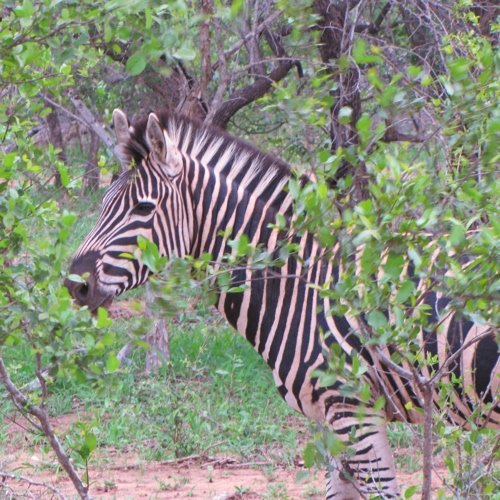 Zebra at Kapama