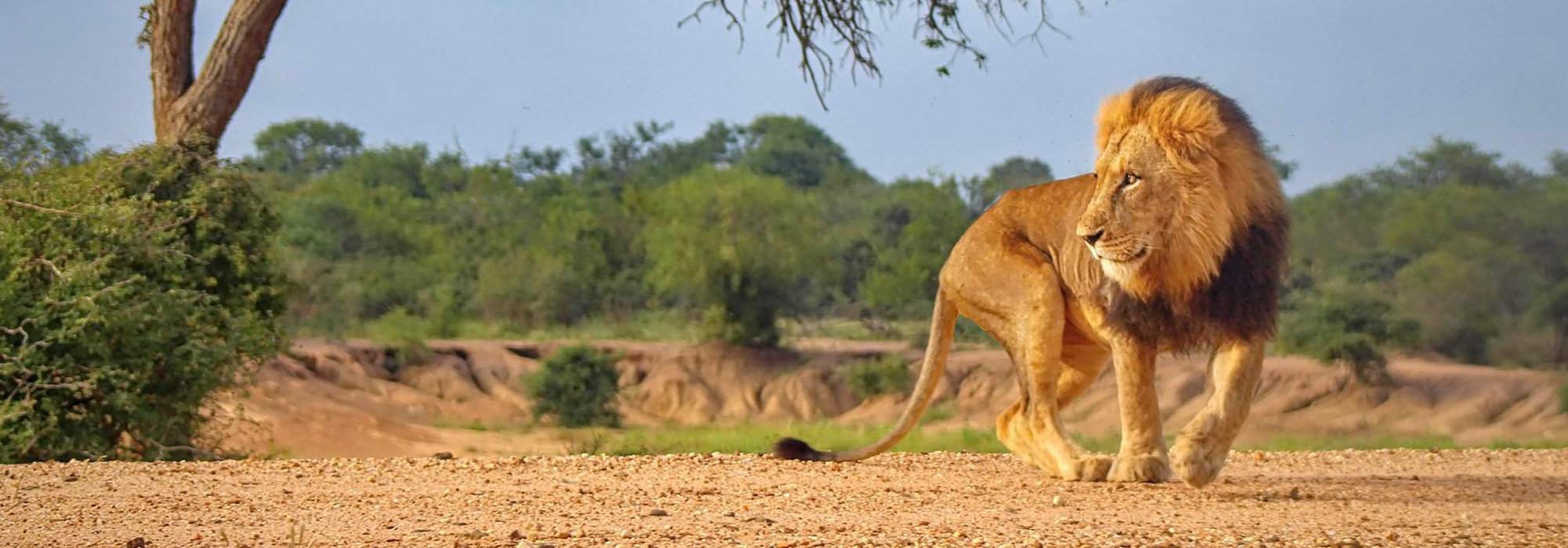 Lion at Kapama