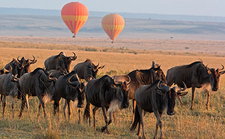 tanzania animal safari