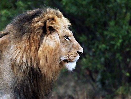 Lion in Kenya