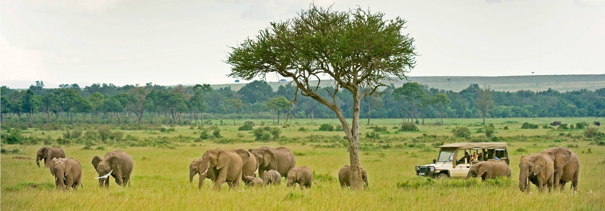 Maasai Mara Safari