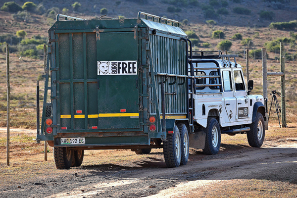 King arriving at Shamwari