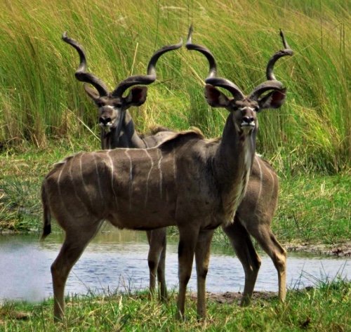 Kudus on safari