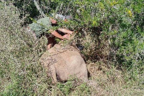 A rhino is incapacitated at Shamwari