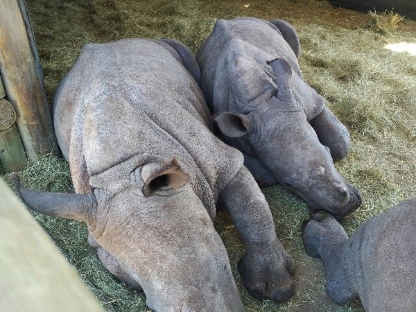 Shamwari rhinos enjoy a nap